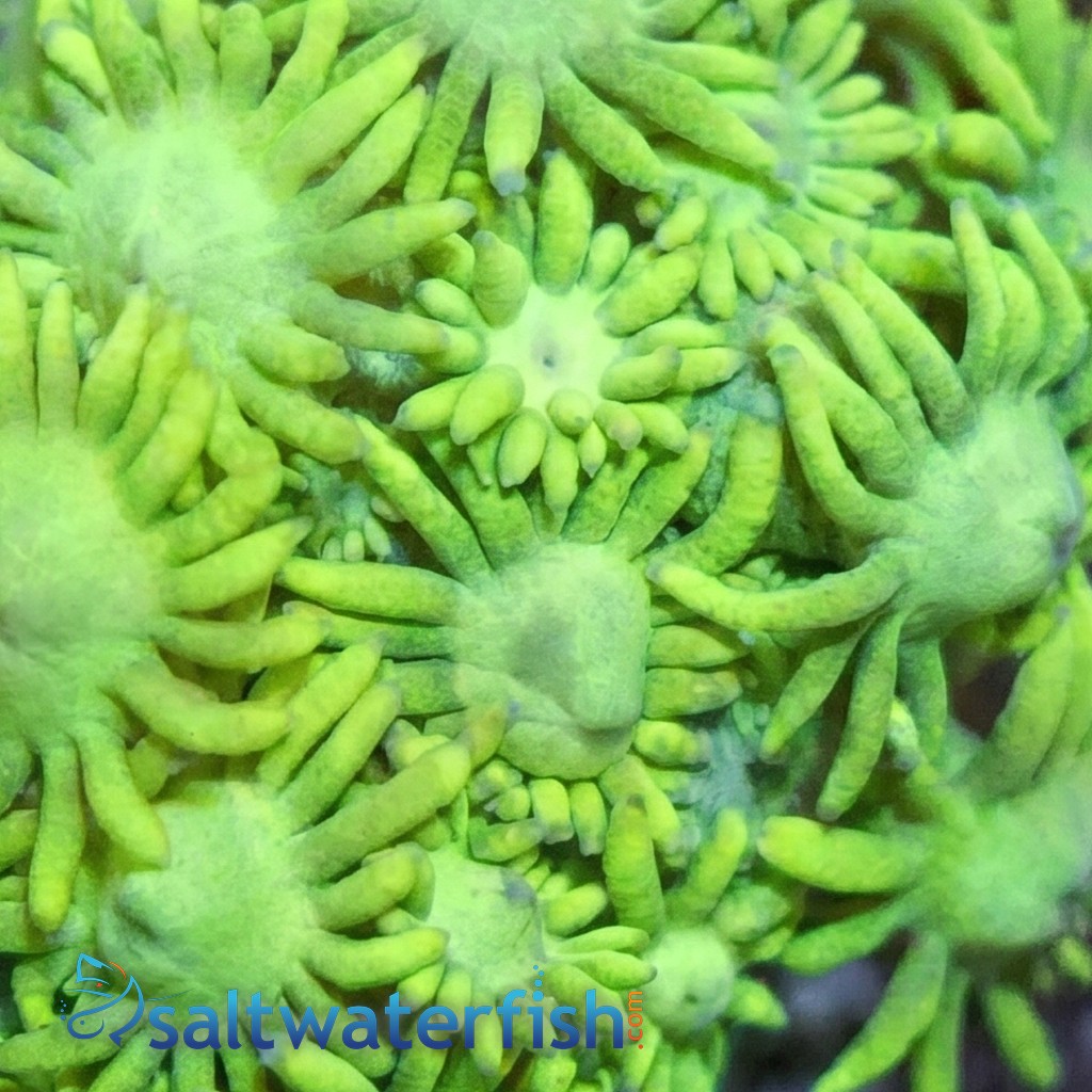Goniopora Coral: Metallic Green - Australia