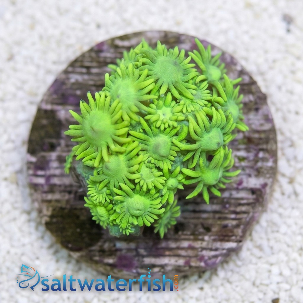 Goniopora Coral: Metallic Green - Australia