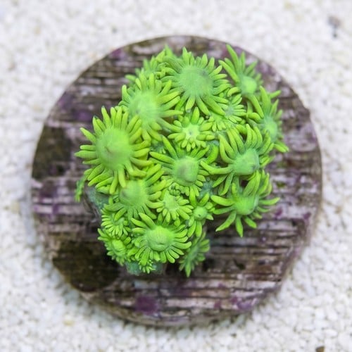 Goniopora Coral: Metallic Green - Australia
