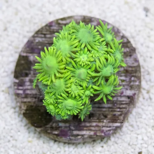 Goniopora Coral: Metallic Green - Australia
