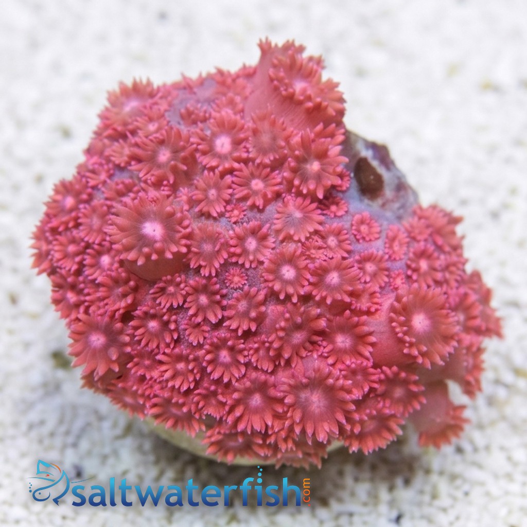 Goniopora : Pink/Red - South Pacific
