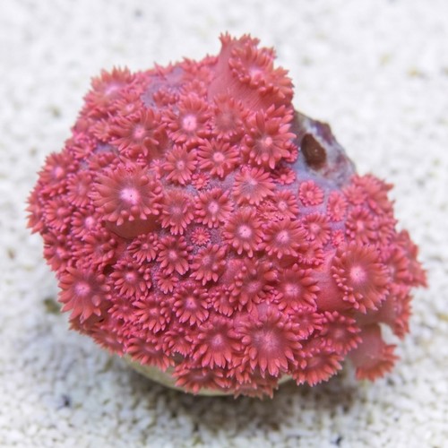 Goniopora : Pink/Red - South Pacific