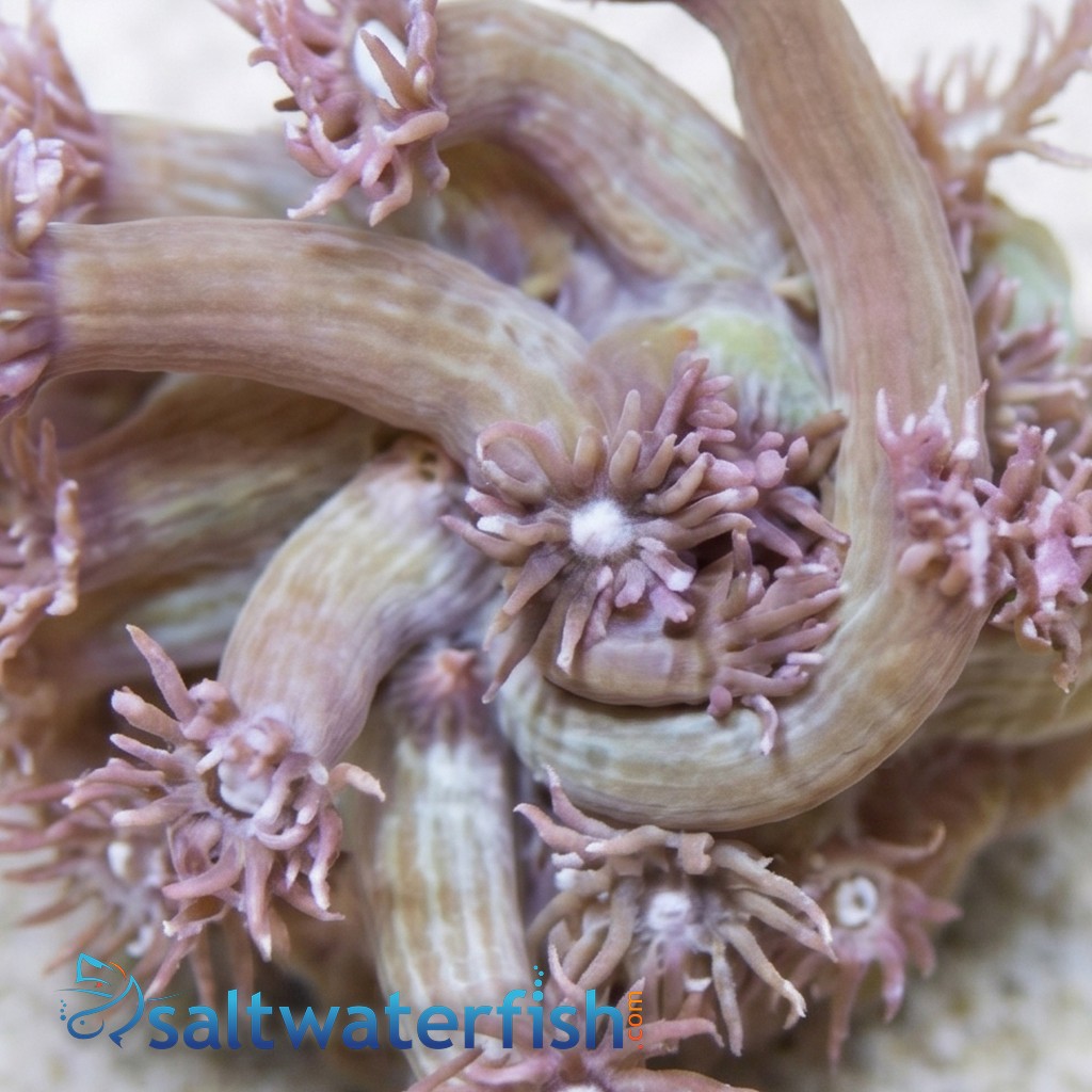Goniopora Coral: Blue/Purple