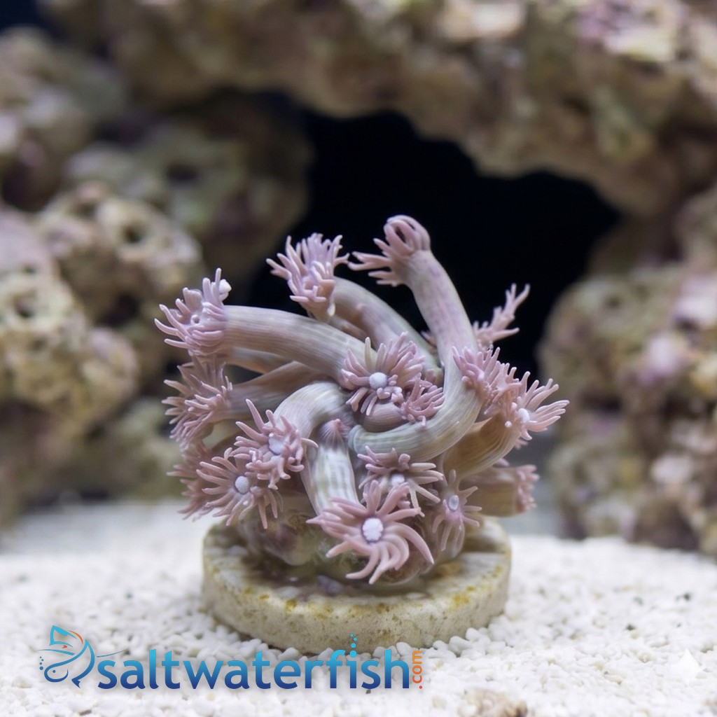 Goniopora Coral: Blue/Purple