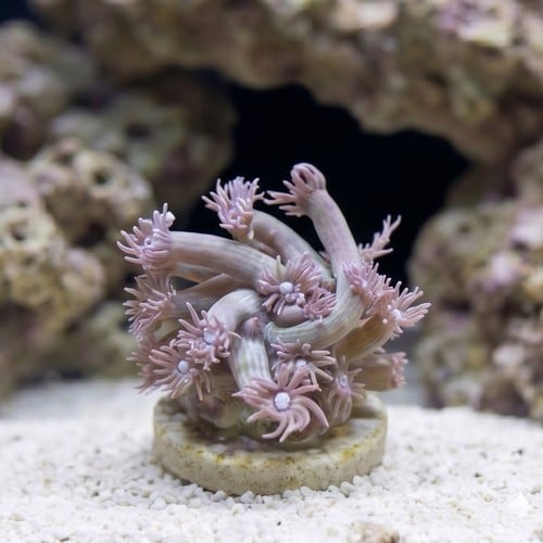 Goniopora Coral: Blue/Purple