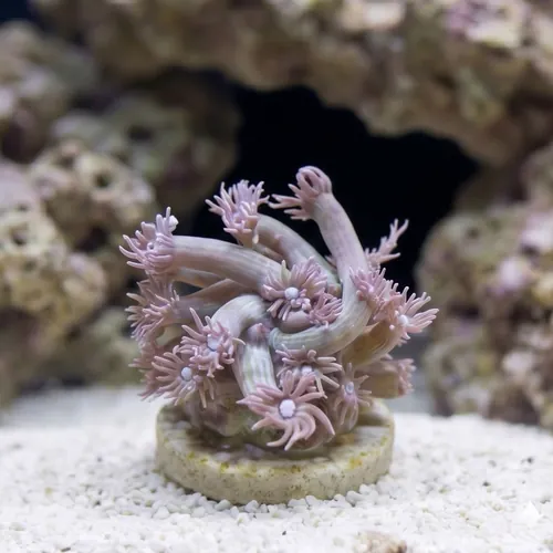 Goniopora Coral: Blue/Purple