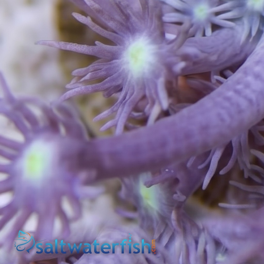Goniopora Coral: LA Lakers - Australia
