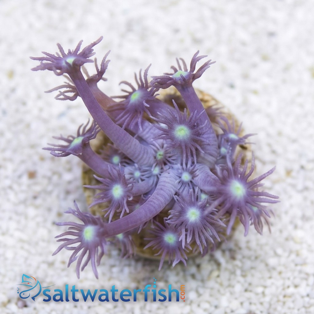 Goniopora Coral: LA Lakers - Australia
