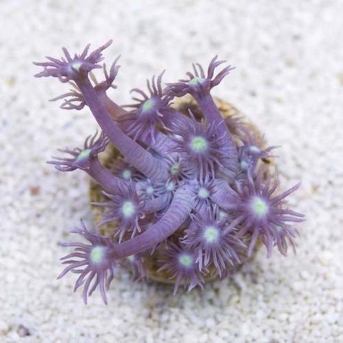 Goniopora Coral: LA Lakers - Australia