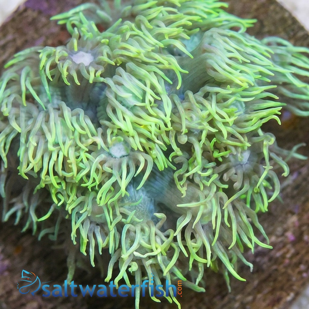 Short Polyp Goniopora Coral: Green - Australia