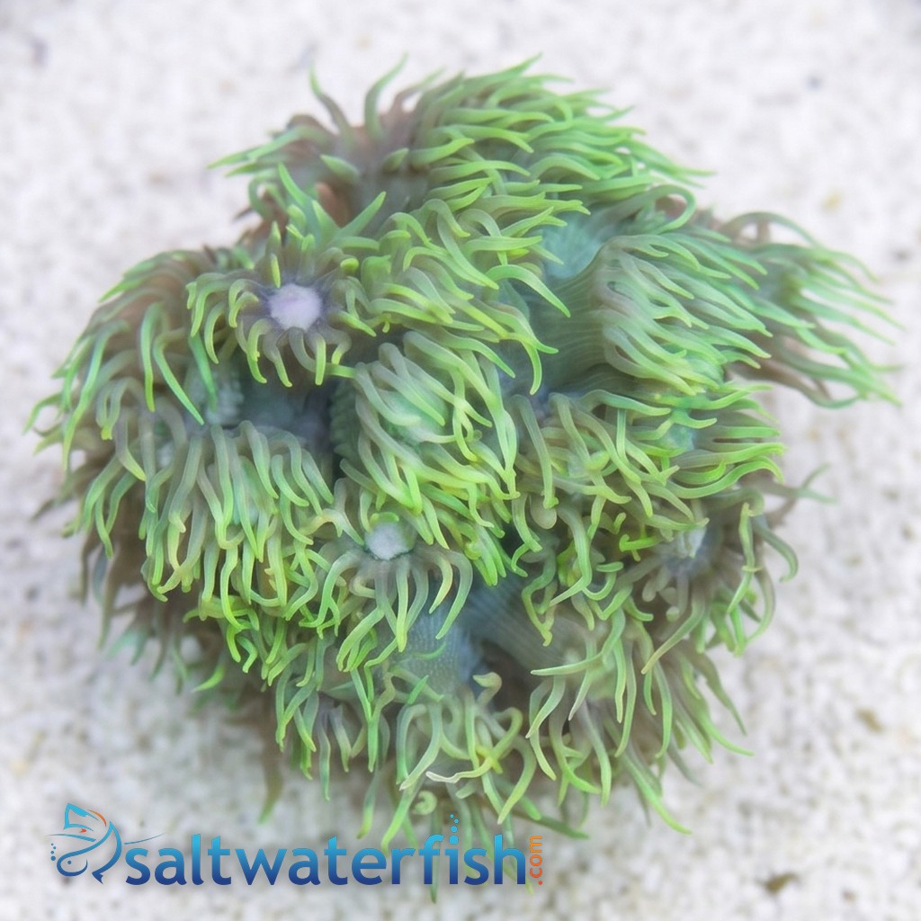 Short Polyp Goniopora Coral: Green - Australia