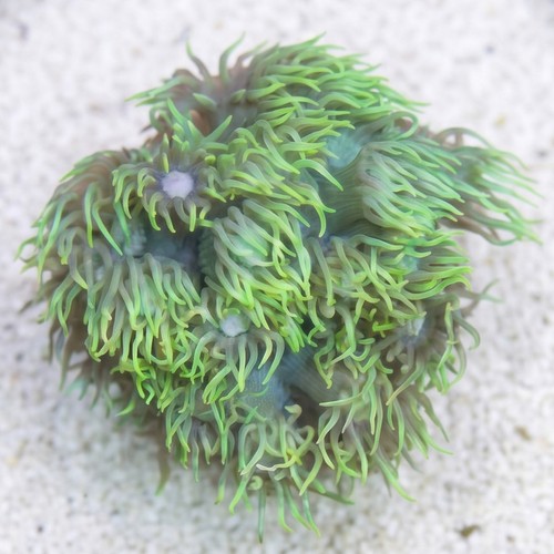Short Polyp Goniopora Coral: Green - Australia