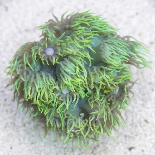 Short Polyp Goniopora Coral: Green - Australia