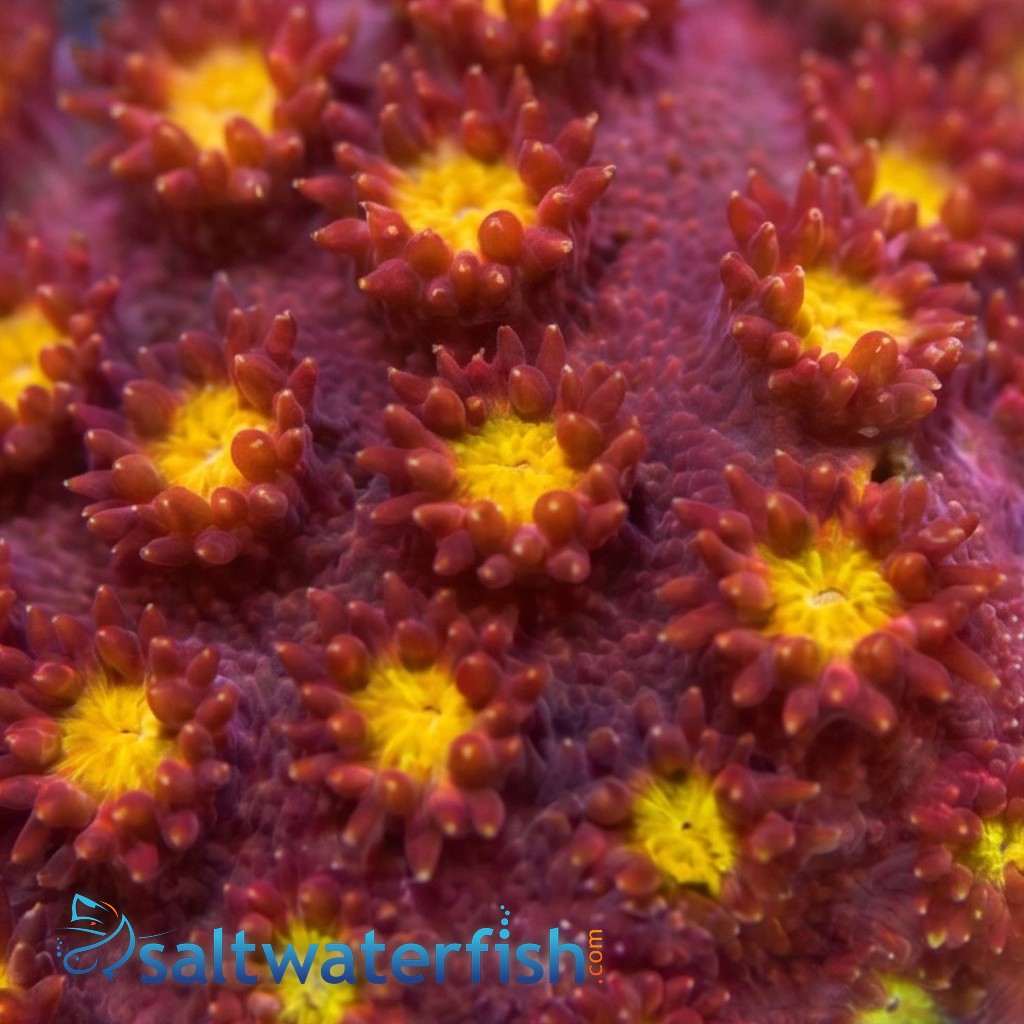 Goniopora : Raspberry Limeade - Aquacultured