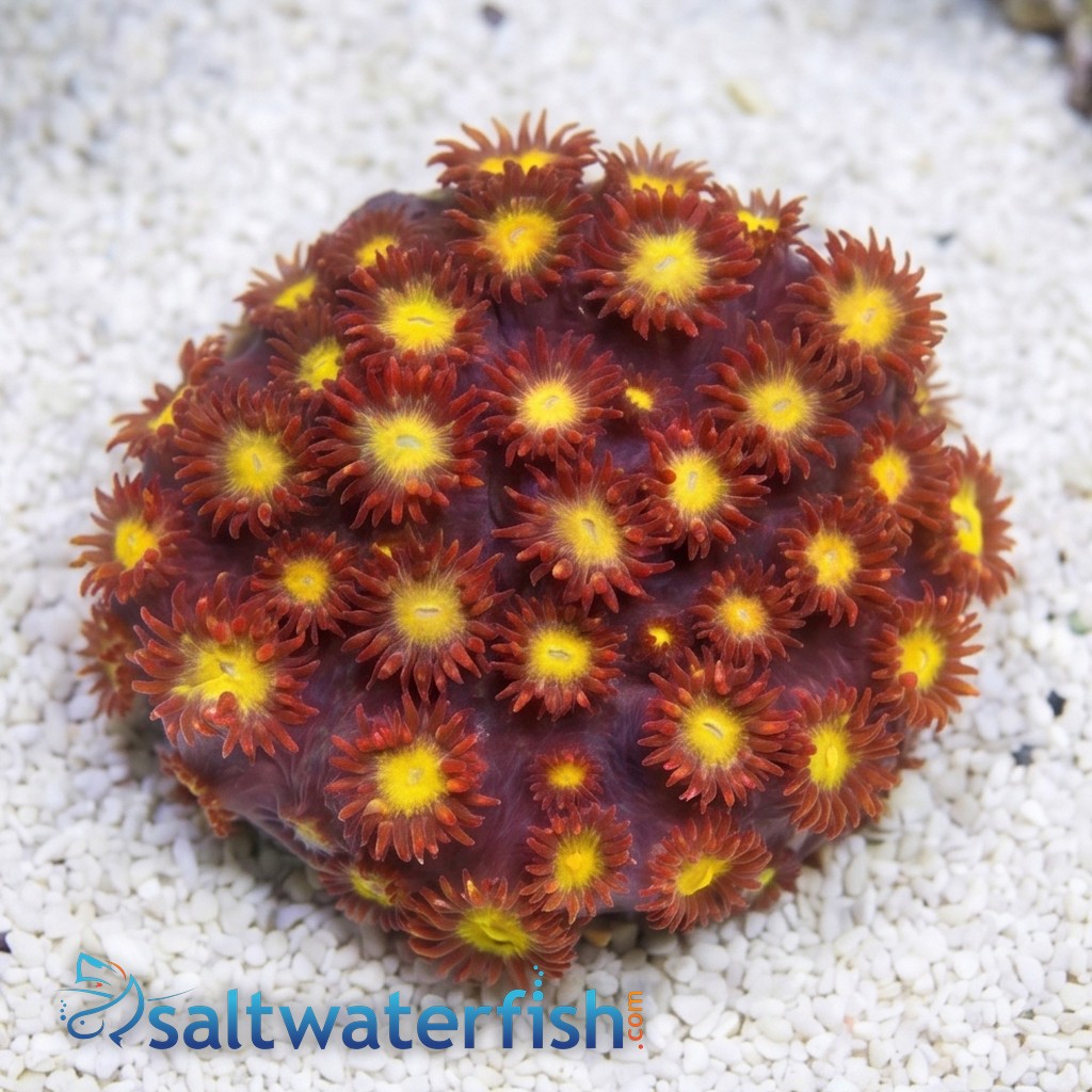 Goniopora : Raspberry Limeade - Aquacultured