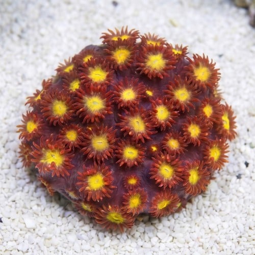 Goniopora : Raspberry Limeade - Aquacultured