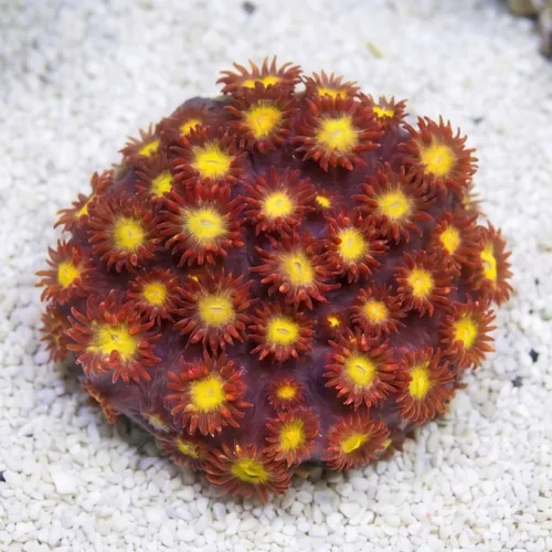 Goniopora : Raspberry Limeade - Aquacultured