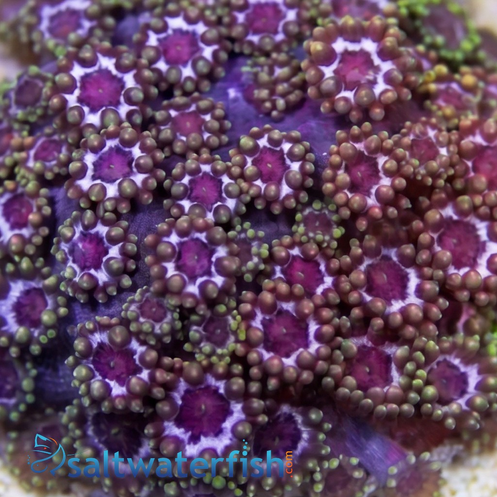 Goniopora Coral: Laffy Taffy - Aquacultured