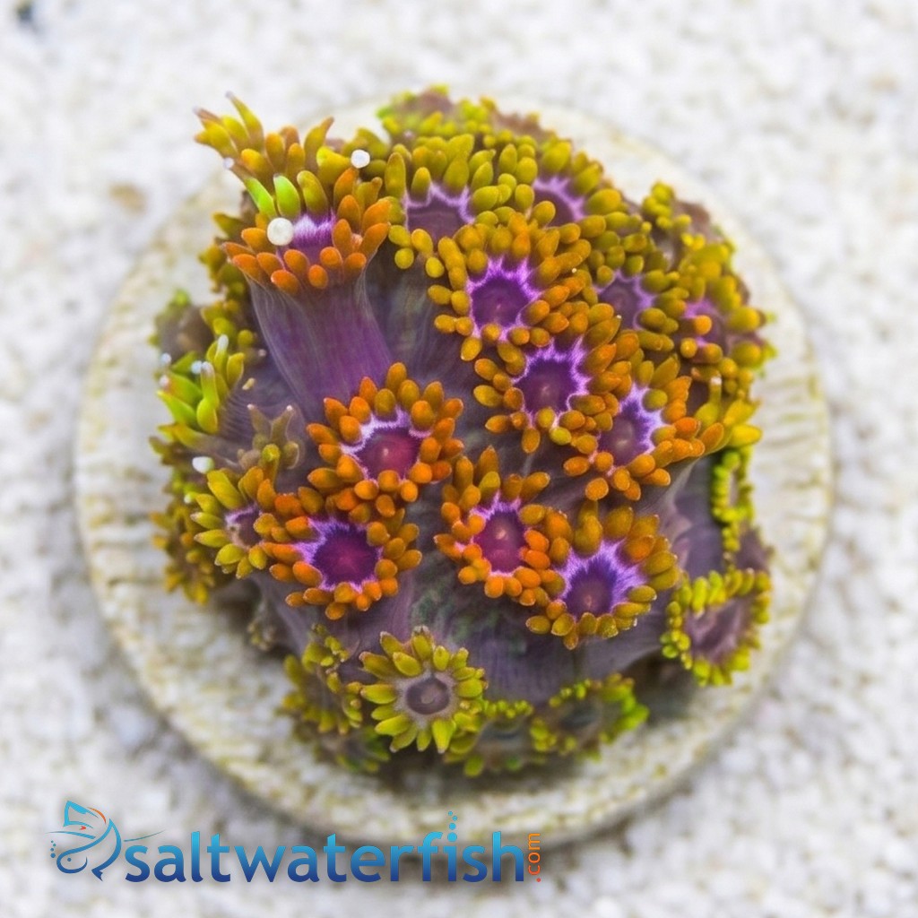 Goniopora Coral: Laffy Taffy - Aquacultured