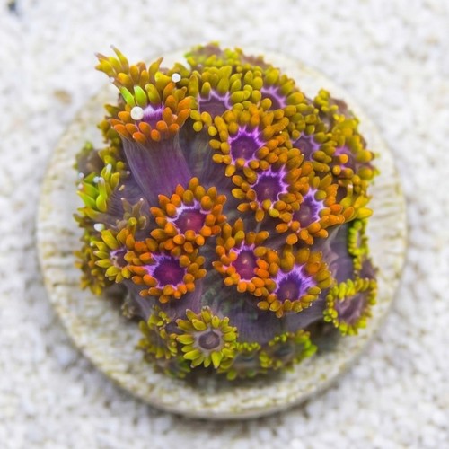 Goniopora Coral: Laffy Taffy - Aquacultured