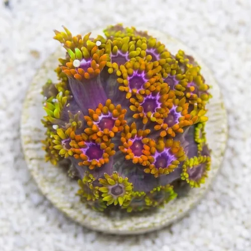 Goniopora Coral: Laffy Taffy - Aquacultured