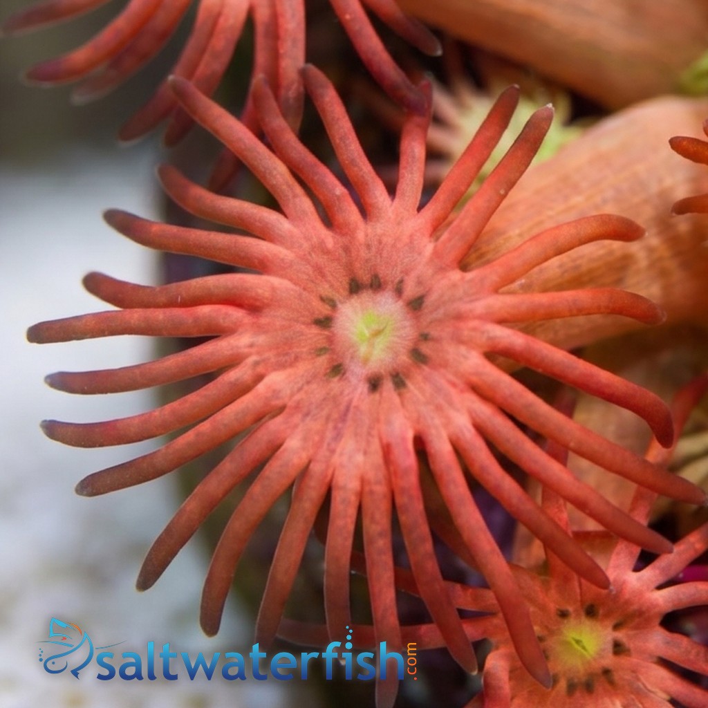 Goniopora : Yellow/Orange "Starburst"