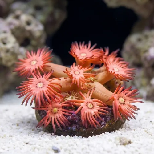 Goniopora : Yellow/Orange "Starburst"