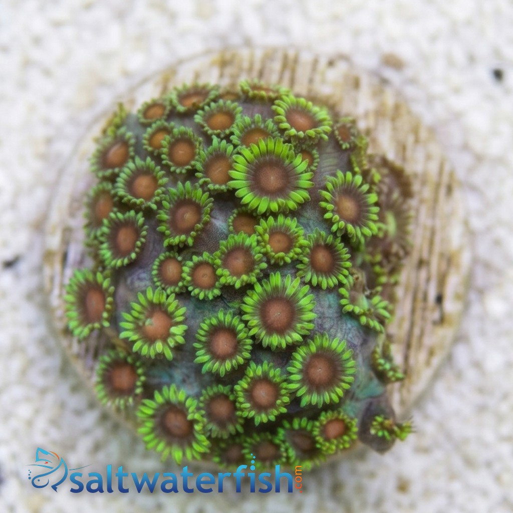 Short Polyp Goniopora Coral: Green - Indo Pacific