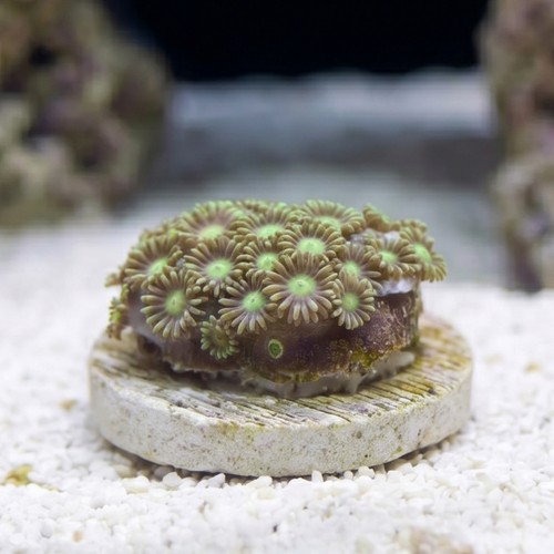 Short Polyp Goniopora Coral: Green - Indo Pacific