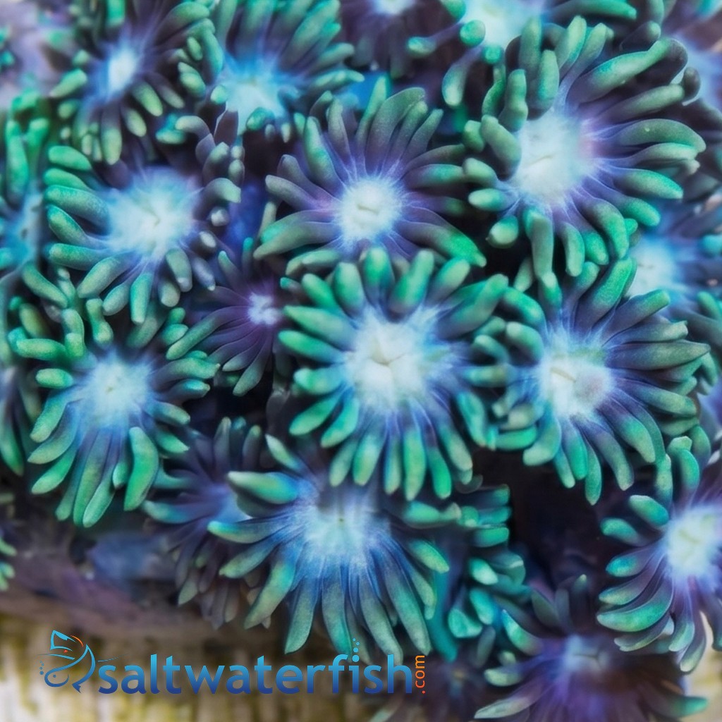 Short Polyp Goniopora Coral: Green - Indo Pacific