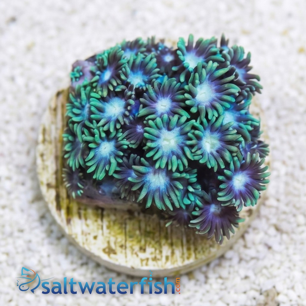 Short Polyp Goniopora Coral: Green - Indo Pacific