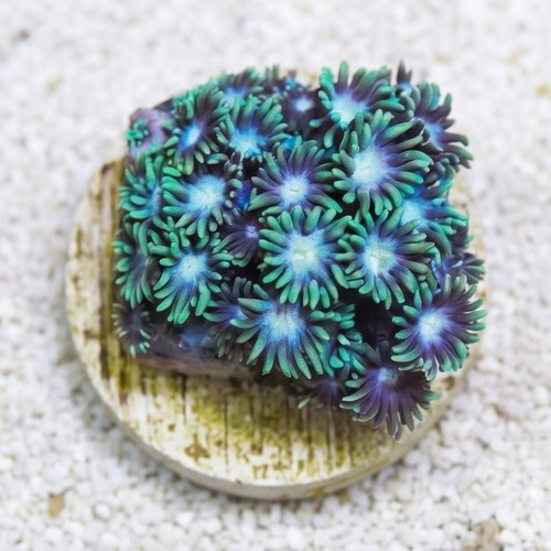 Short Polyp Goniopora Coral: Green - Indo Pacific