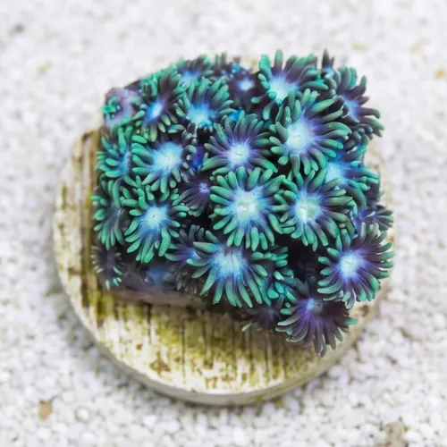 Short Polyp Goniopora Coral: Green - Indo Pacific