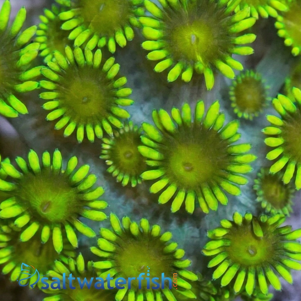 Goniopora Coral: Metallic Green - Indo Pacific