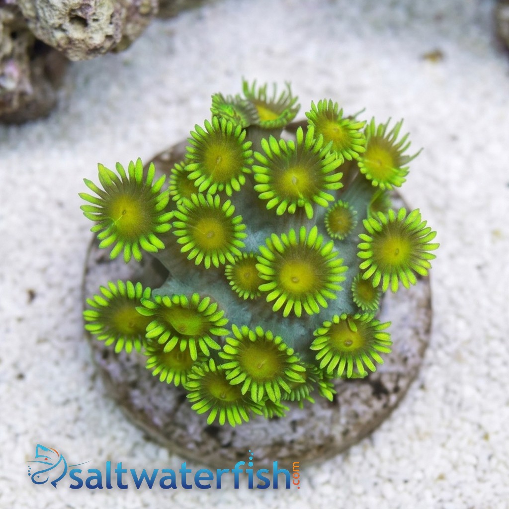 Goniopora Coral: Metallic Green - Indo Pacific