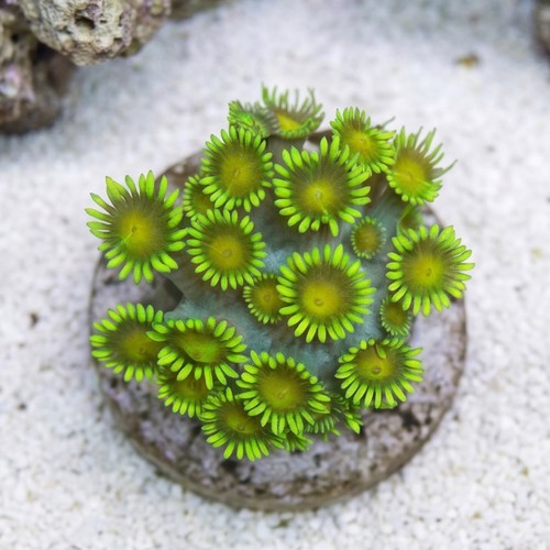 Goniopora Coral: Metallic Green - Indo Pacific