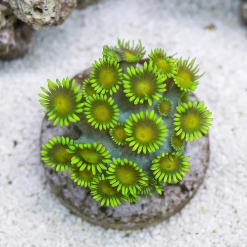 Goniopora Coral: Metallic Green - Indo Pacific