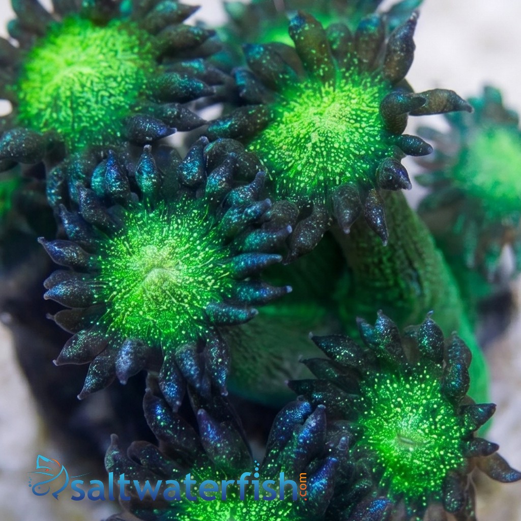 Goniopora Coral: Glitter w/ Neon Green Base - Australia