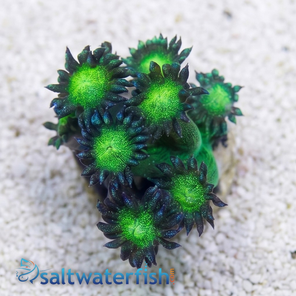 Goniopora Coral: Glitter w/ Neon Green Base - Australia
