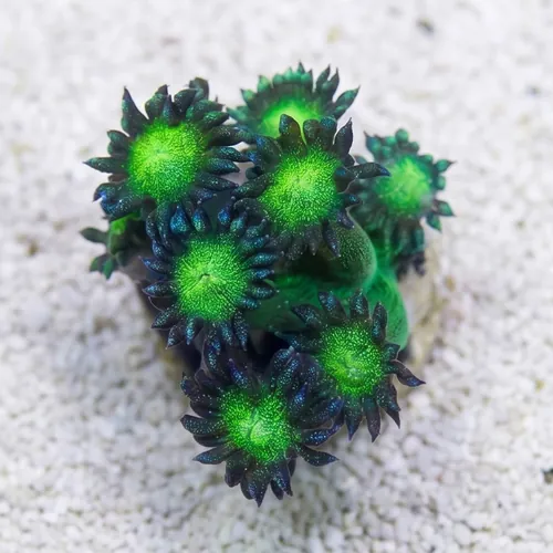 Goniopora Coral: Glitter w/ Neon Green Base - Australia