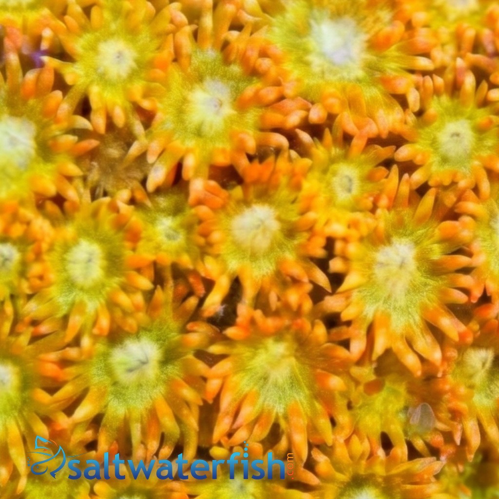 Goniopora : Pink/Red w/ Yellow Tips - Australia