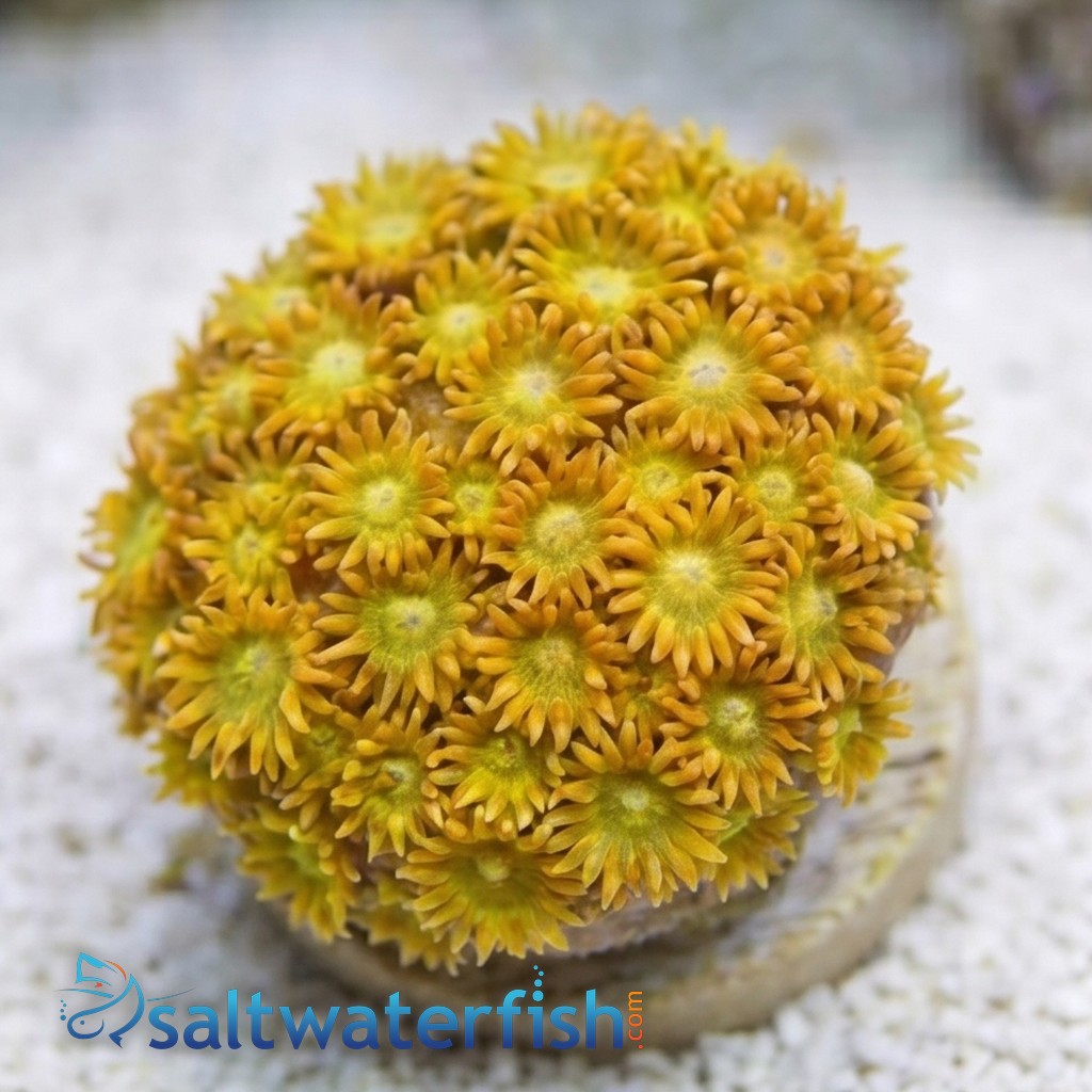 Goniopora : Pink/Red w/ Yellow Tips - Australia