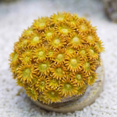 Goniopora : Pink/Red w/ Yellow Tips - Australia