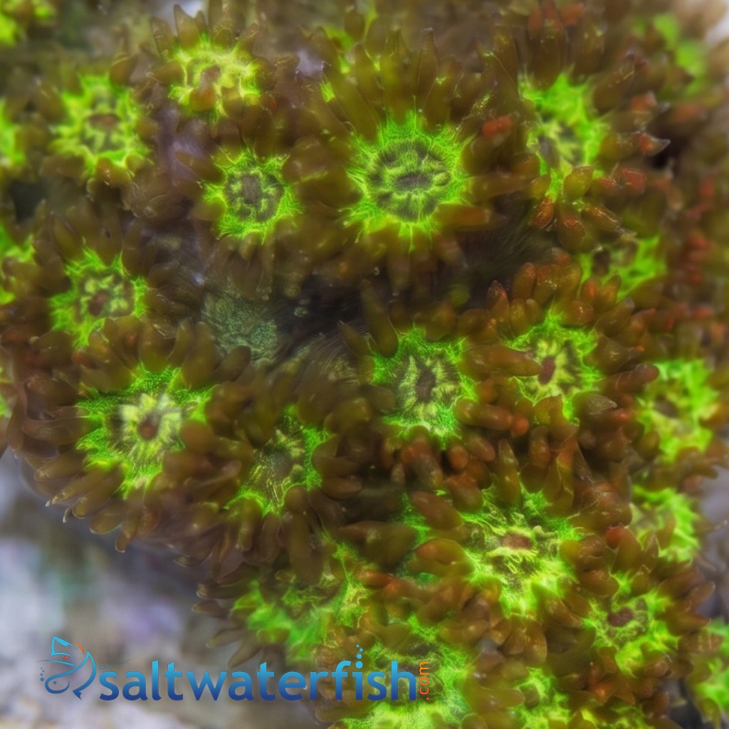 Goniopora : Orange W/ Yellow Center - Australia