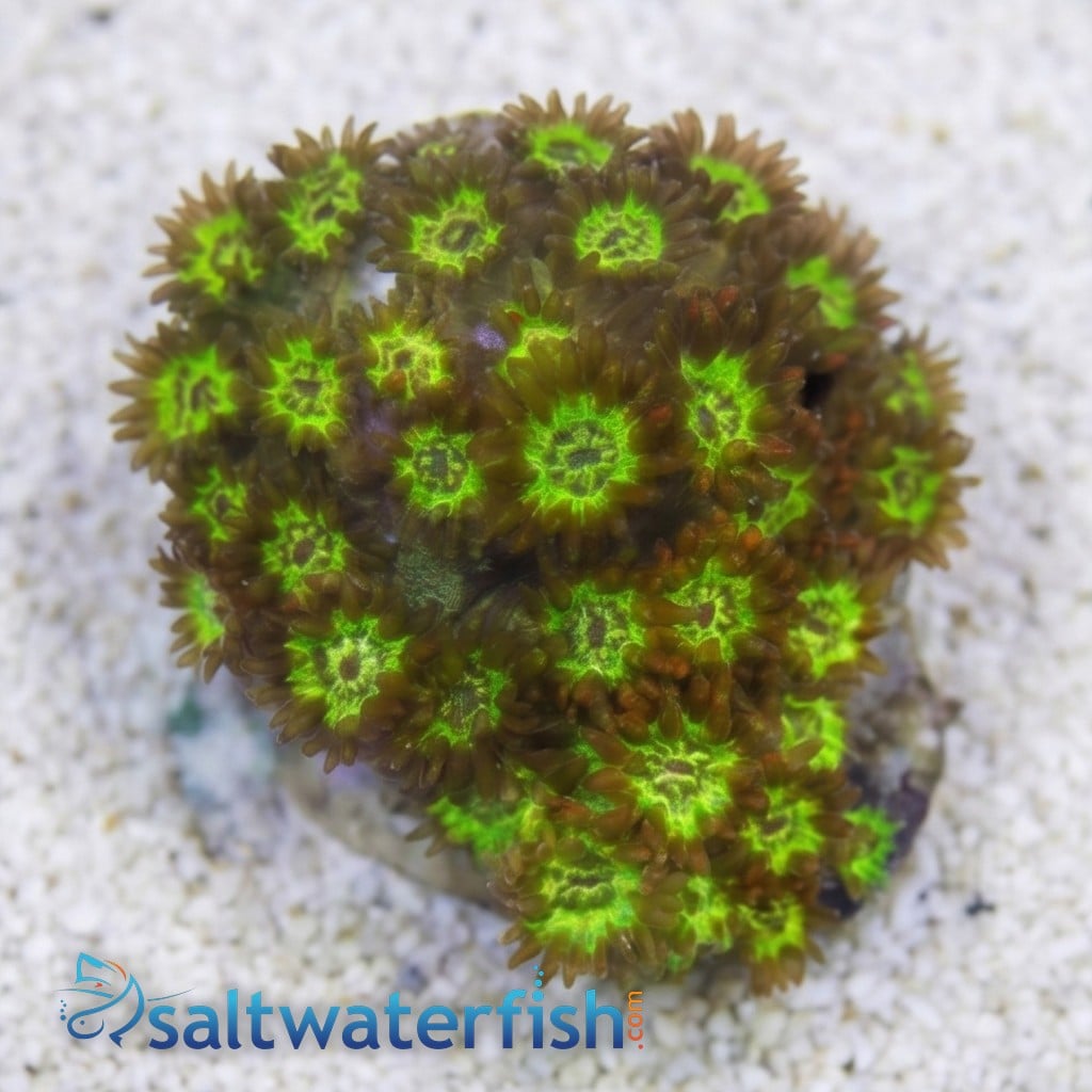 Goniopora : Orange W/ Yellow Center - Australia