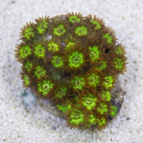 Goniopora : Orange W/ Yellow Center - Australia