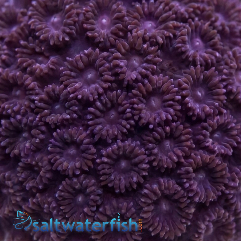 Goniopora : Bernardpora Red/Maroon - Aquacultured