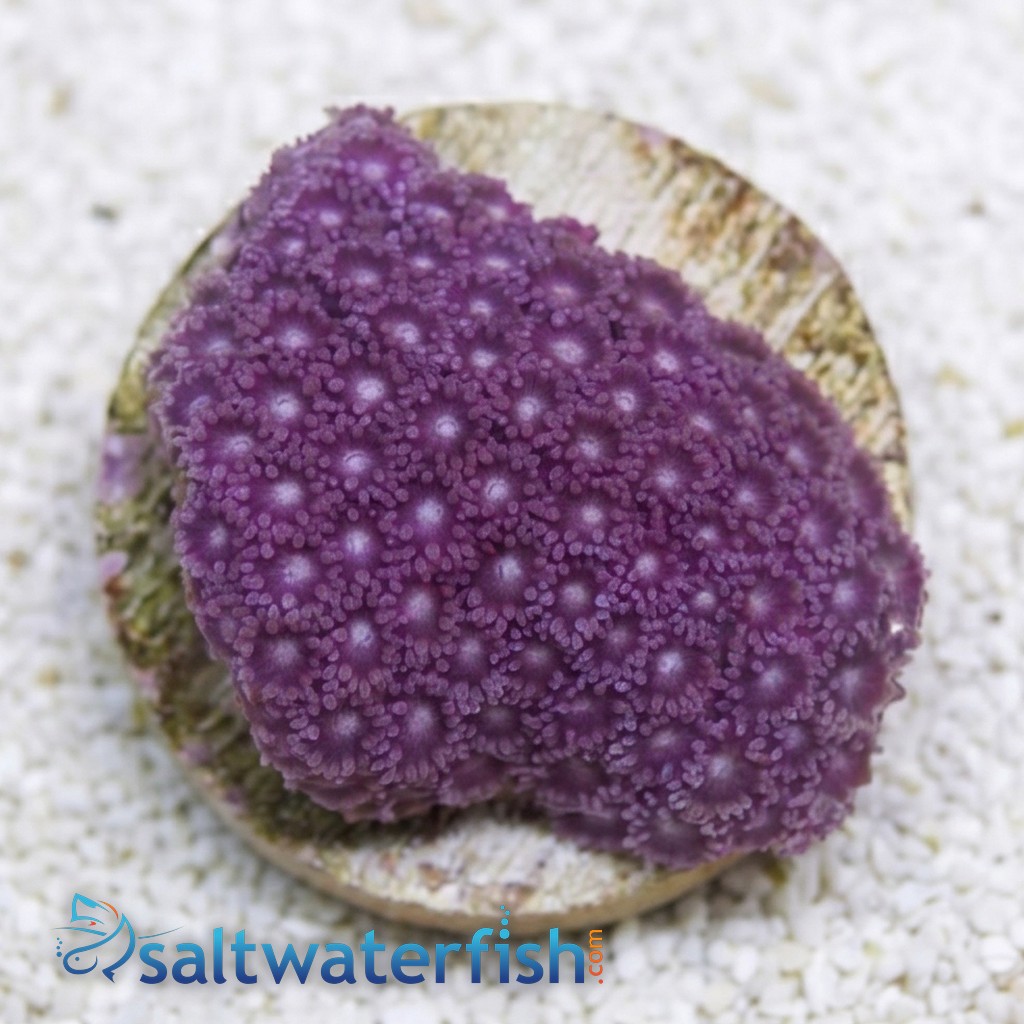 Goniopora : Bernardpora Red/Maroon - Aquacultured