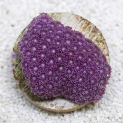 Goniopora : Bernardpora Red/Maroon - Aquacultured