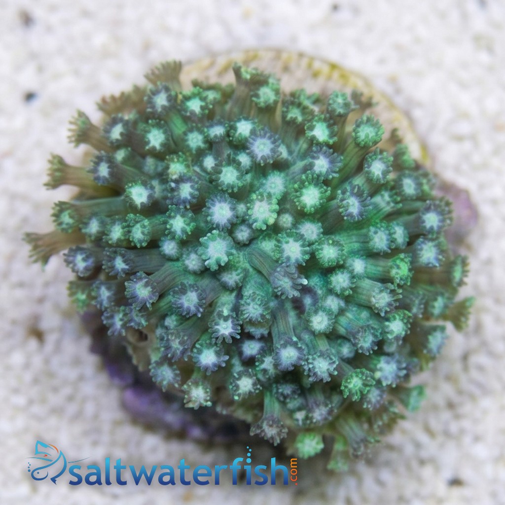 Goniopora Coral: Green w/ Blue Tips - Aquacultured